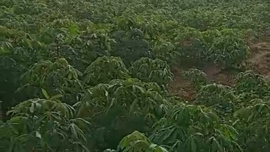 Dijual Tanah Eksklusif di Kragan, Rembang, LT 10500m²