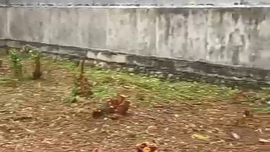 Dijual Tanah Eksklusif di Meruya, Jakarta Barat, LT 500m²