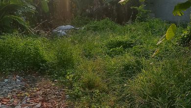 Dijual Tanah Murah di Cimanggu, Bogor, LT 120m²