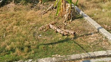 Kavling Prestisius Dijual di Gresik, Gresik, Harga 53,2 Miliar