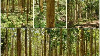 For Sale Tanah Premium di Surade, Sukabumi, LT 30000m²