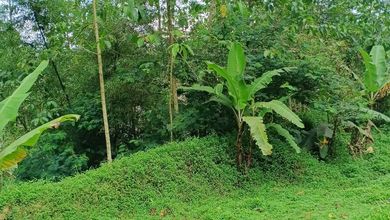 Dijual Tanah Premium di Purwakarta, Purwakarta, LT 22000m²