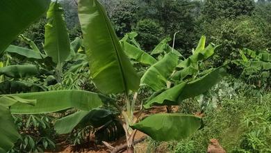 Dijual Tanah di Lokasi Premium Bogor Timur, Bogor, Harga 763 Juta