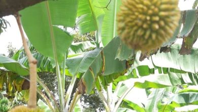 Tanah Elit Dijual di Pamulang, Tangerang Selatan, Harga 50 Miliar