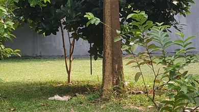 Tanah Komersial Elit Disewakan di Area Curug, Harga 3,67 Triliun