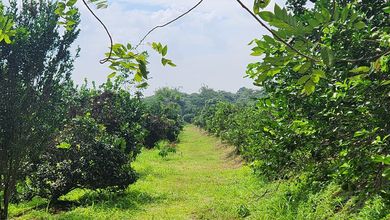 Kavling Prestisius Dijual di Subang, Kuningan, Harga 51,3 Miliar