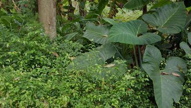 Tanah Favorit di Area BSD, Tangerang, LT 669m²