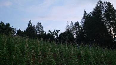 Jual Tanah Terjangkau di Area Sukaresmi, Cianjur