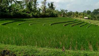 Dijual Tanah Premium di Selemadeg, Tabanan, LT 3250m²