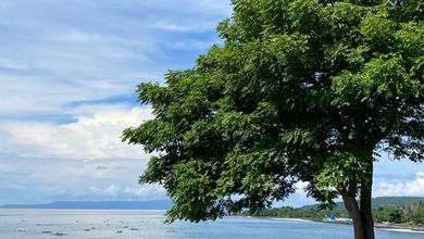 For Sale Tanah Premium di Amed, Karangasem, LT 7040m²