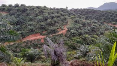 Tanah Elit Dijual di Bunut, Pelalawan, Harga 33 Miliar