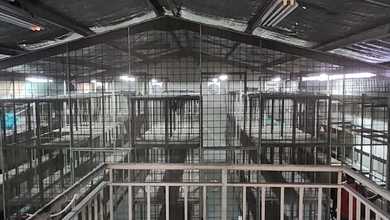 Gudang Elang Laut Pik 9X20