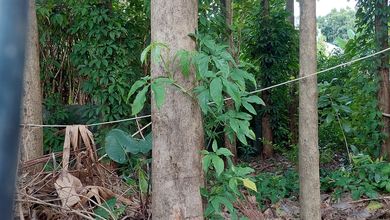 Tanah Elit Dijual di Meruya, Jakarta Barat, Harga 675 Miliar