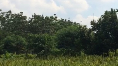 Kavling Prestisius Dijual di Setu, Bekasi, Harga 3,75 Miliar