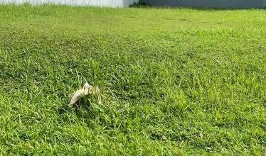 Dijual Tanah Eksklusif di Gading Serpong, Tangerang, LT 367m²