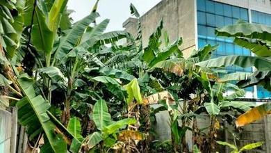 Dijual Tanah Eksklusif di Balaraja, Tangerang, LT 2100m²